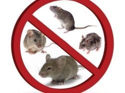 Геморрагическая лихорадка с почечным синдромом