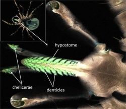 Начало весны - время пробуждения голодных нимф клещей в лесах